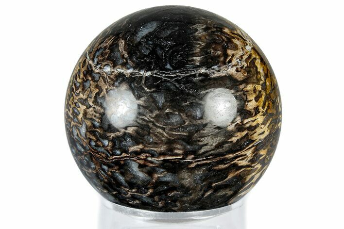 Polished Petrified Palm Root Sphere - Indonesia #309001